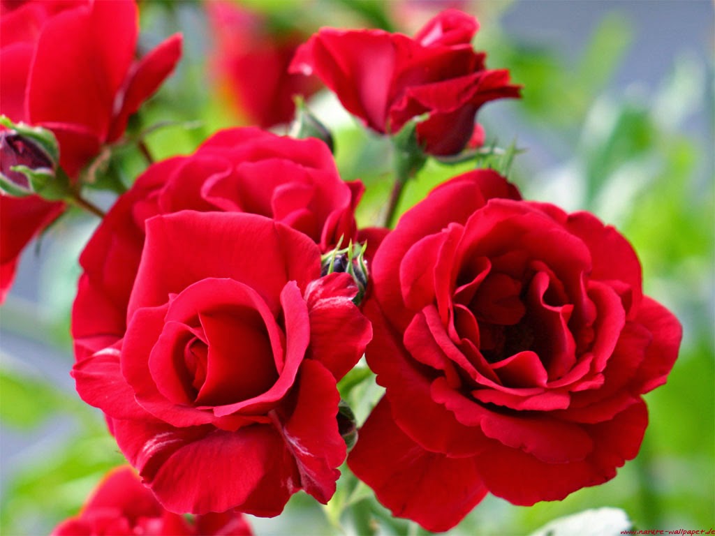 8 Tanaman Hias Bunga Yang Sering Digunakan Untuk Mempercantik
